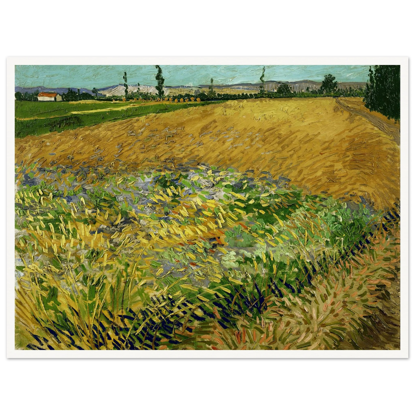 Wheatfield (1888) Art Print | Vincent van Gogh-Quipham Collections