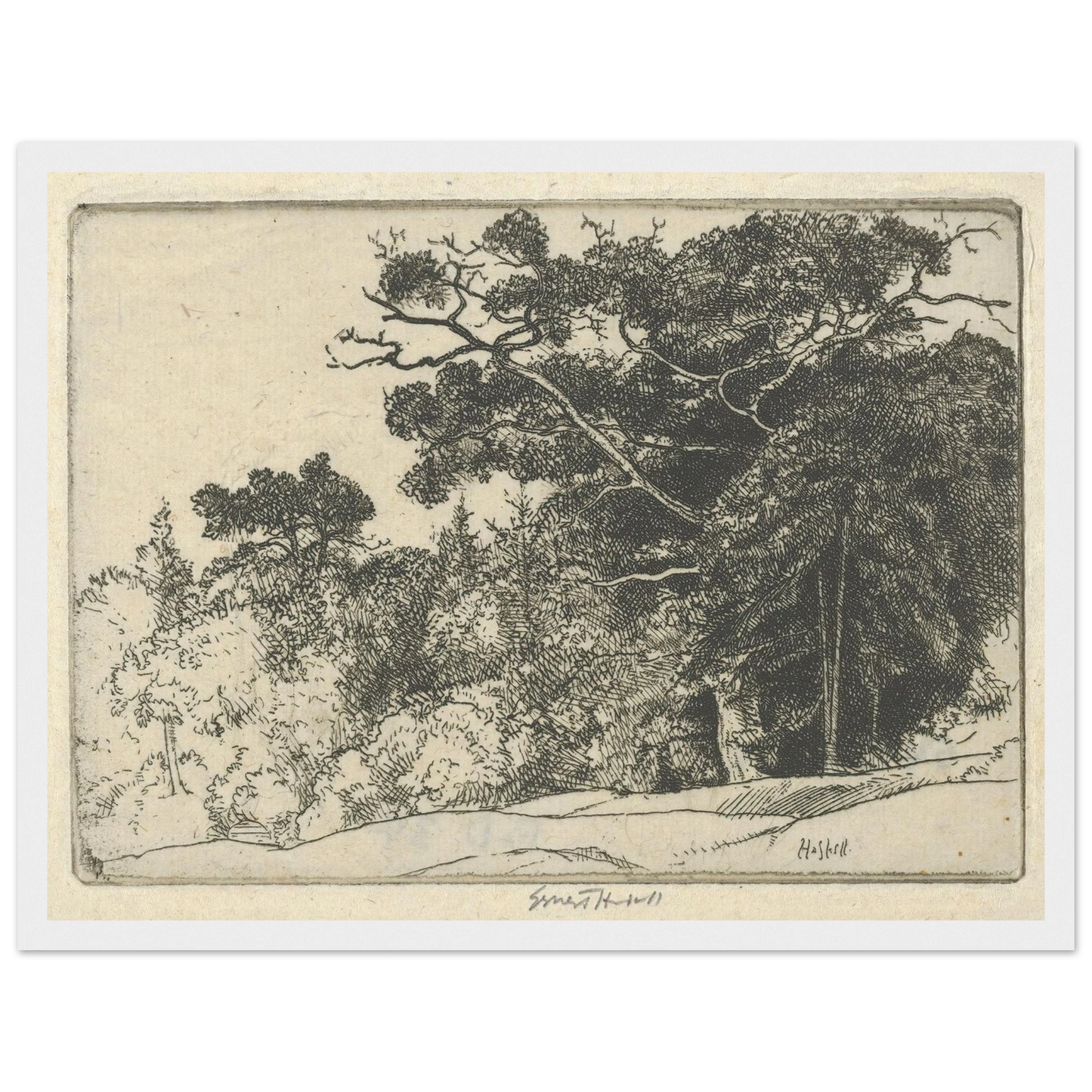 Brown’s Oak (probably 1910) Art Print | Ernest Haskell-Quipham Collections