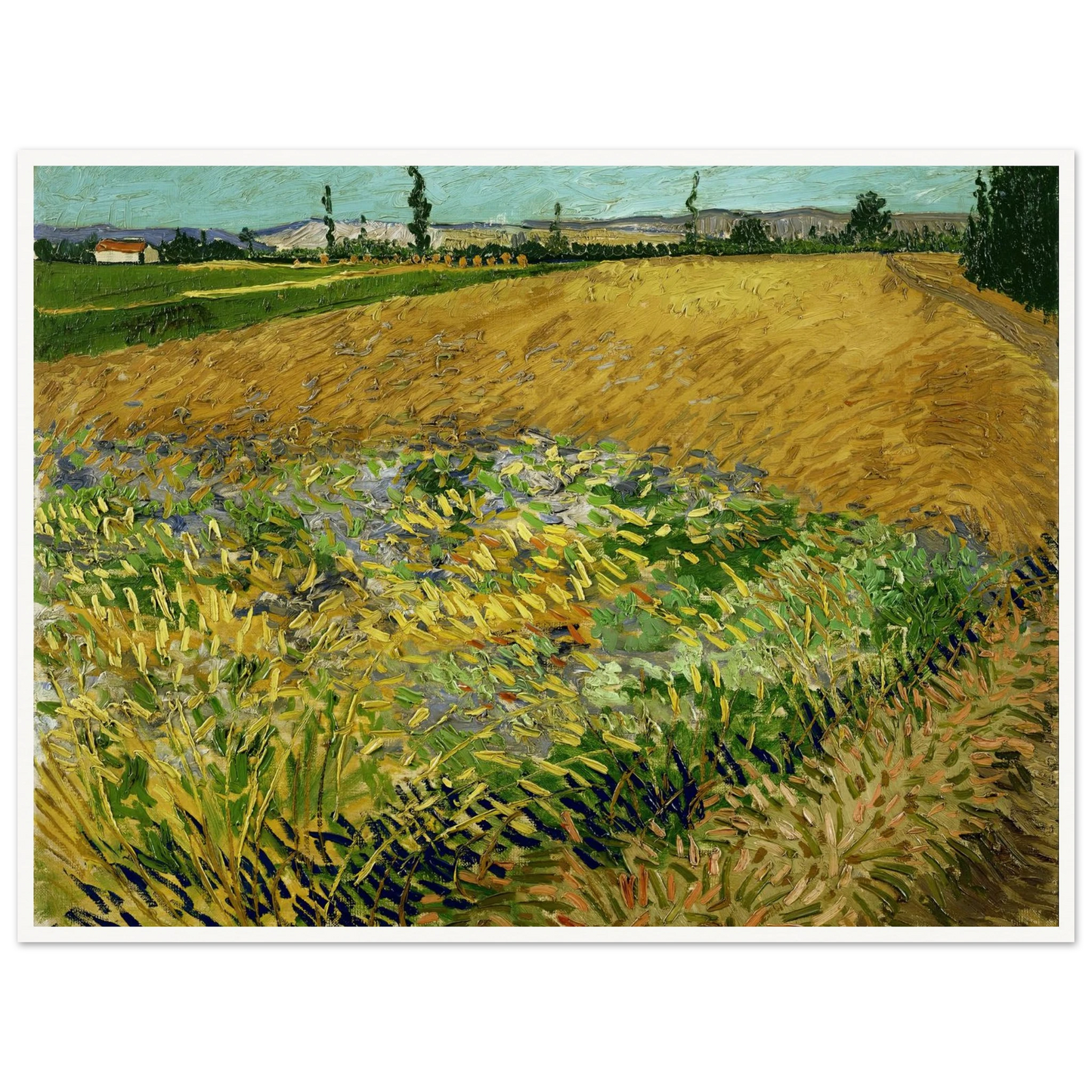 Wheatfield (1888) Art Print | Vincent van Gogh-Quipham Collections