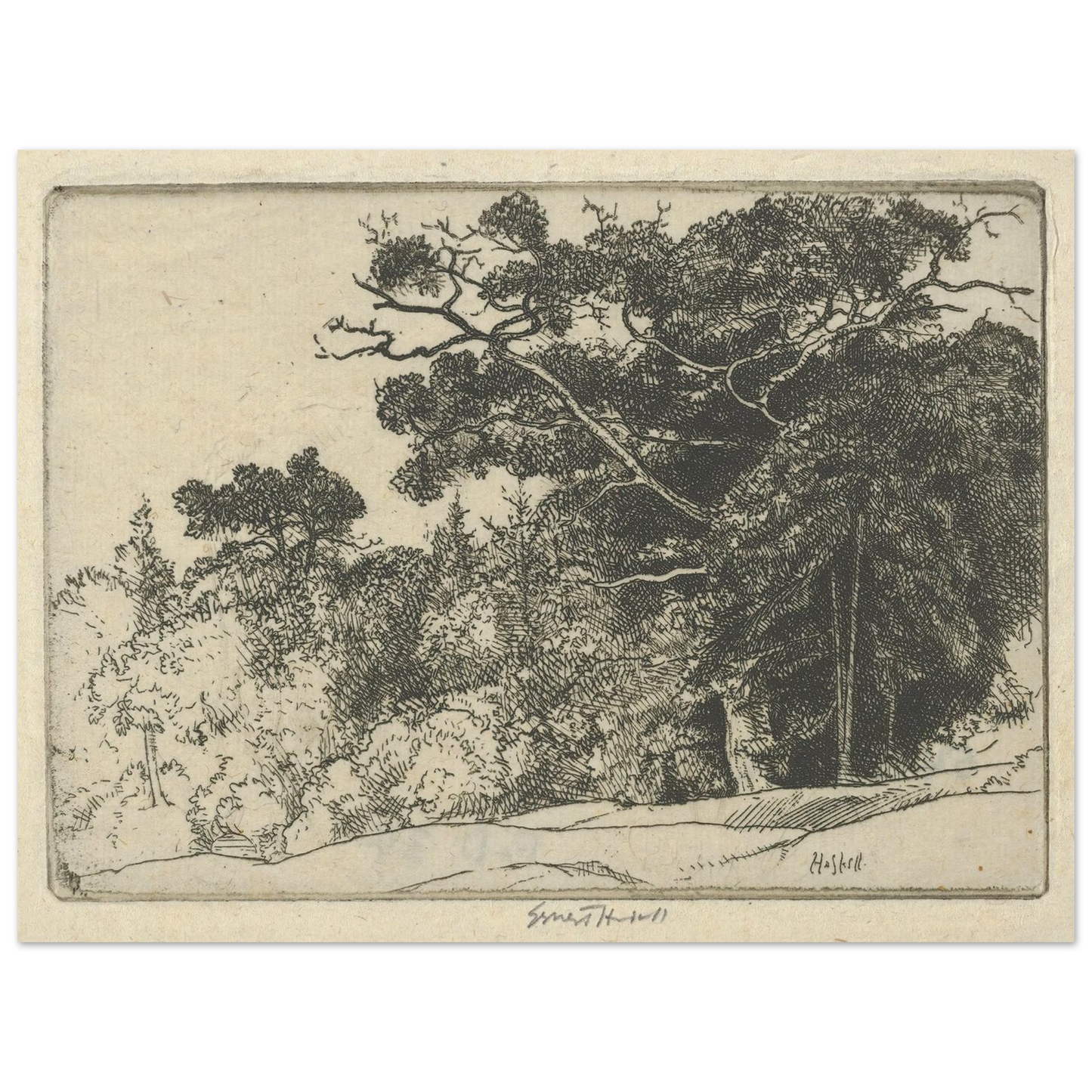 Brown’s Oak (probably 1910) Art Print | Ernest Haskell-Quipham Collections