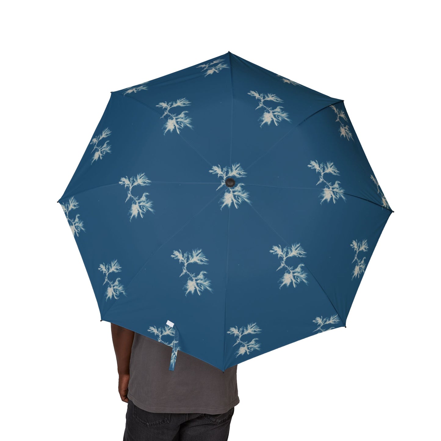Ectocarpus sphaerophorus Umbrella | Anna Atkins-Quipham Collections