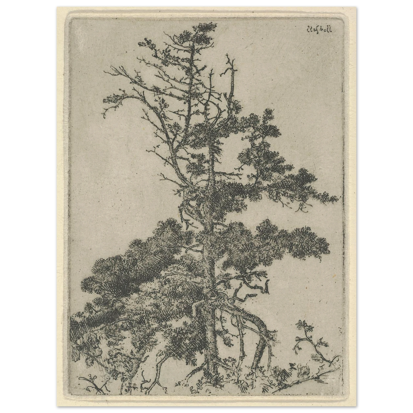 Tree Top (1900-1925) Art Print | Ernest Haskell-Quipham Collections