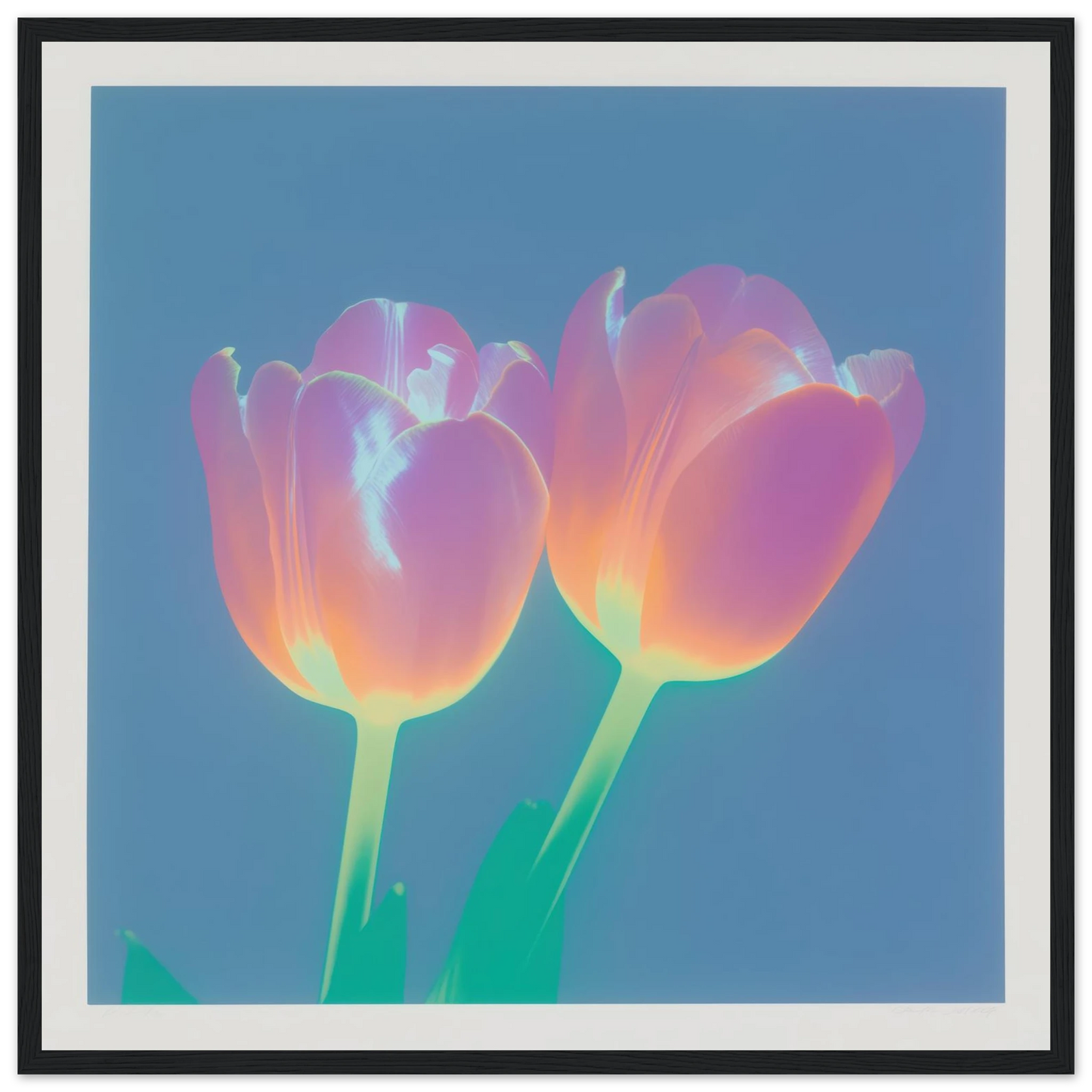 Iridescent Tulips - Framed Poster - 30x30 cm / 12x12″ - Black frame