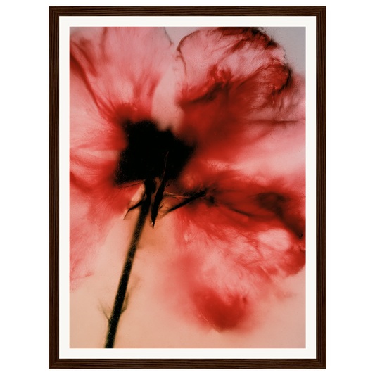 Crimson Whisper — s0_framed_dark_wood