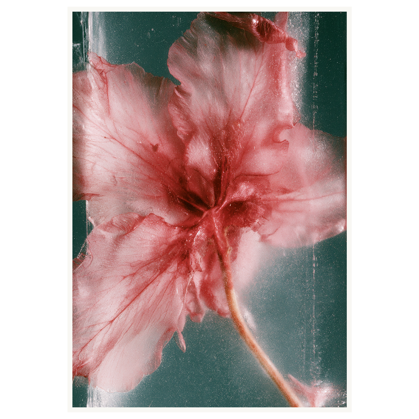 Wild Heart — s3_poster_none