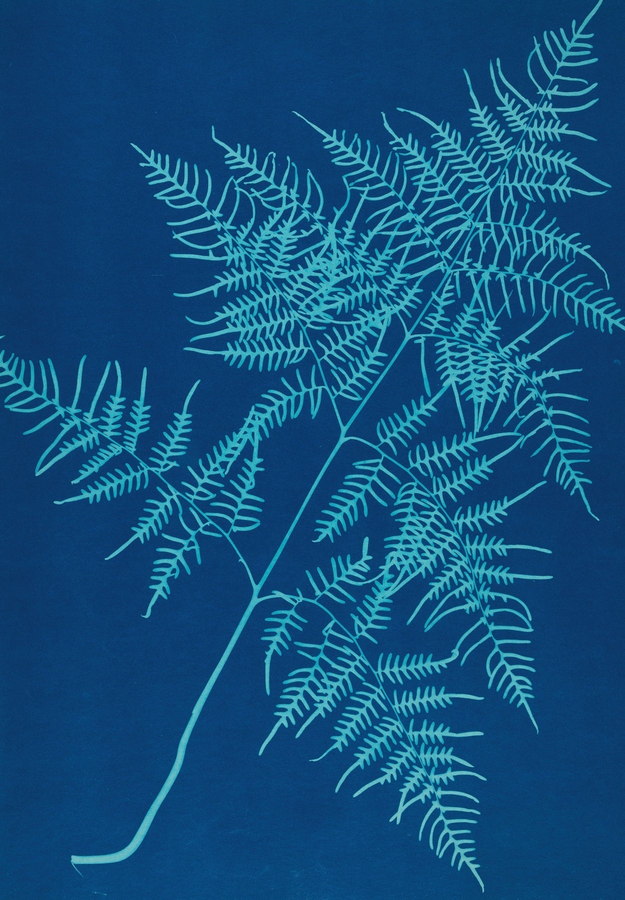 Ella J. C. Hurd-Quipham Collections