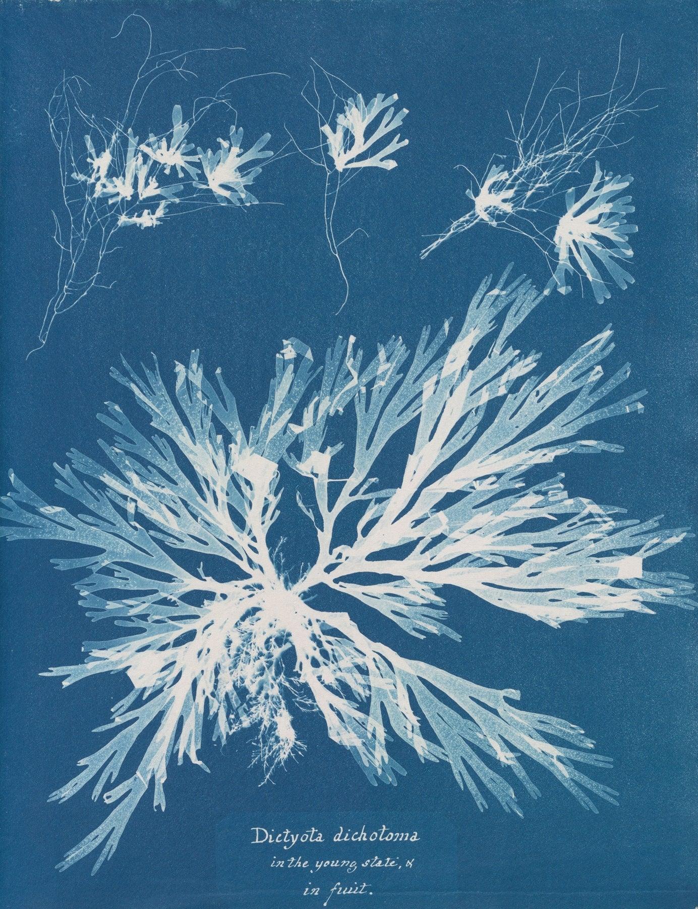 Anna Atkins - Art Prints Collection