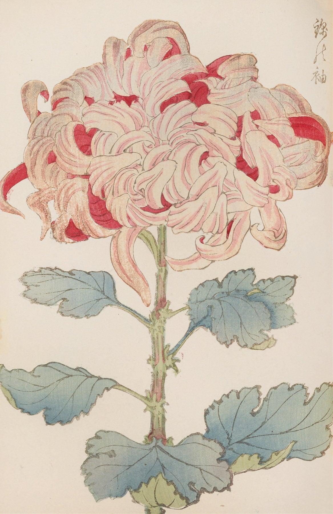Keika Hasegawa - Art Prints Collection