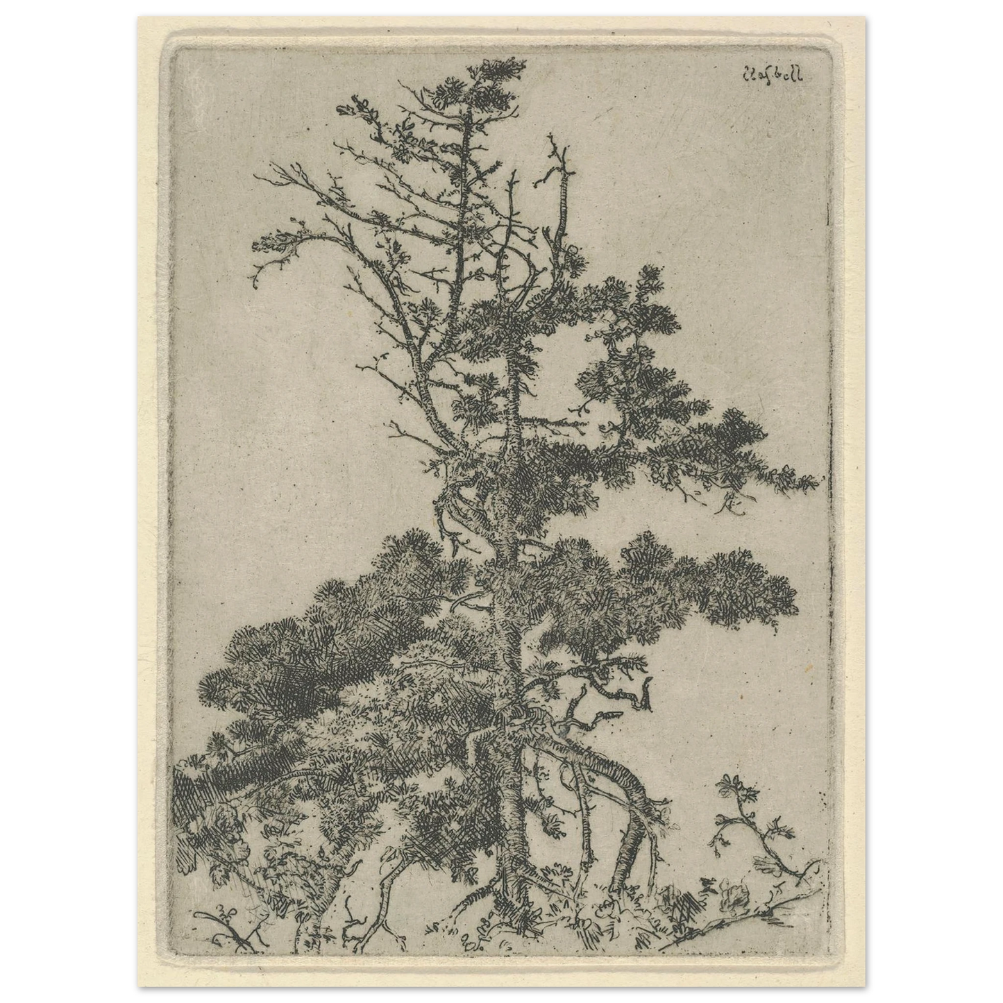 Tree Top (1900-1925) Art Print | Ernest Haskell-Quipham Collections