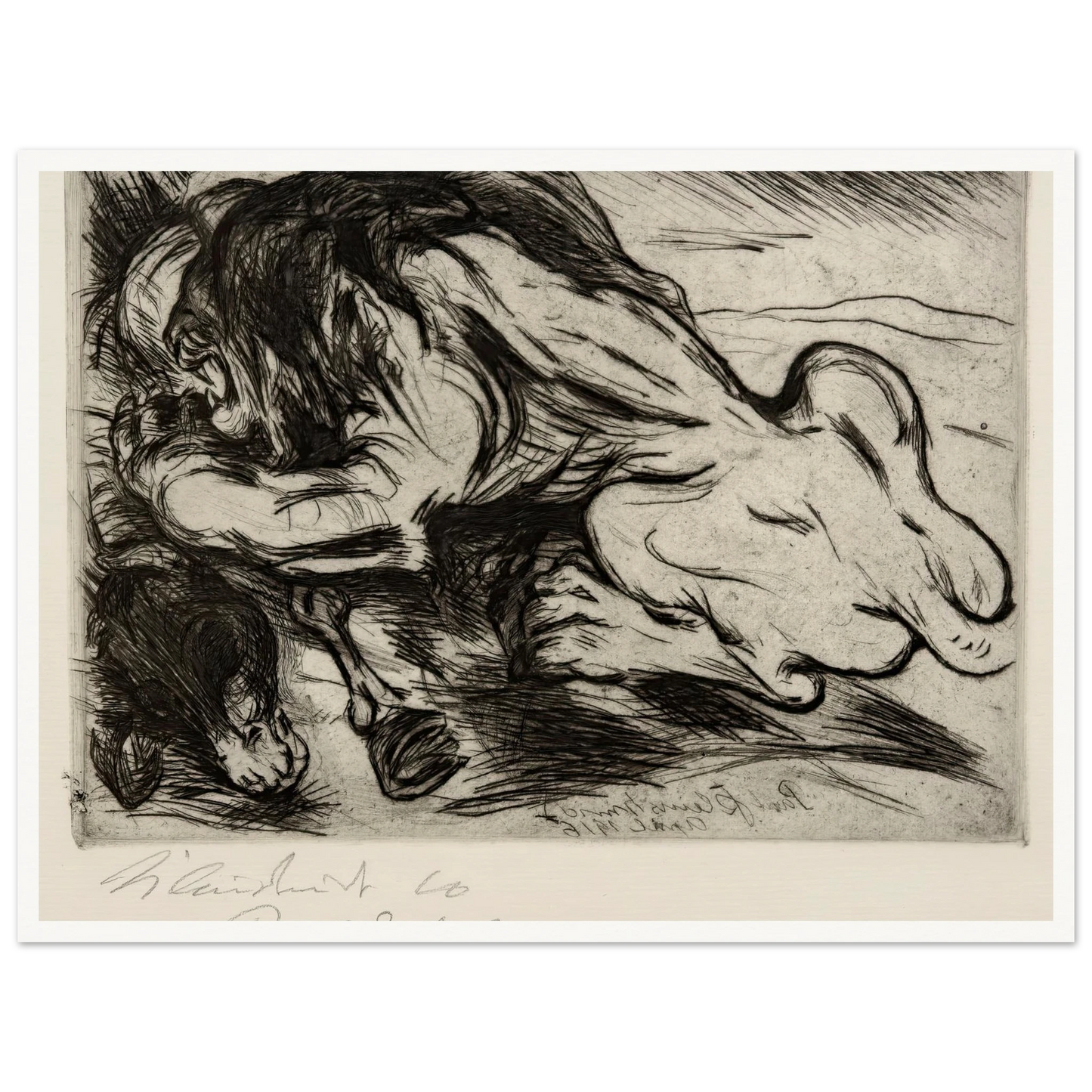 Ein Löwe reißt ein Zebu (1916) Art Print | Paul Kleinschmidt-Quipham Collections