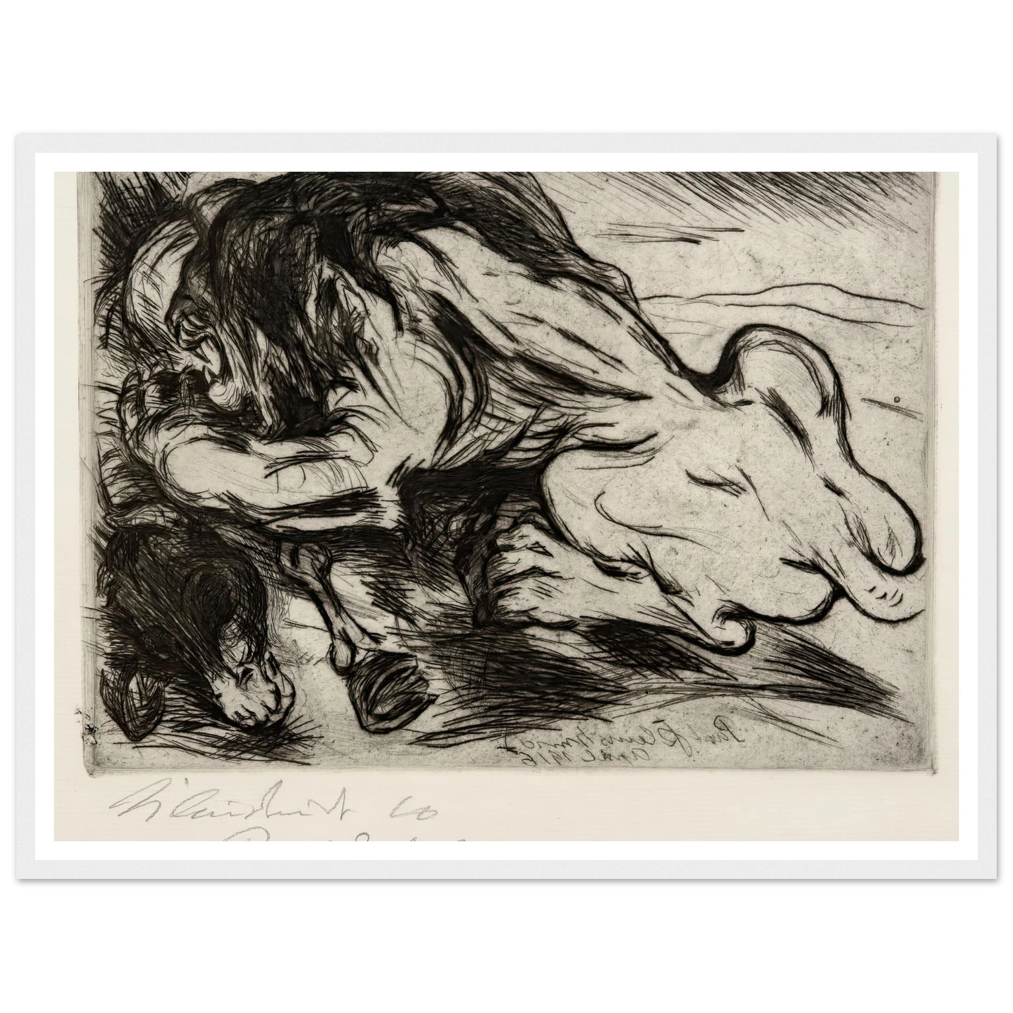 Ein Löwe reißt ein Zebu (1916) Art Print | Paul Kleinschmidt-Quipham Collections