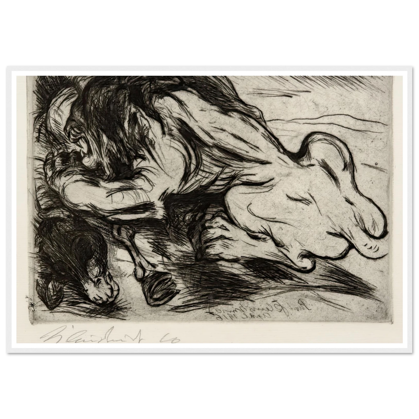 Ein Löwe reißt ein Zebu (1916) Art Print | Paul Kleinschmidt-Quipham Collections