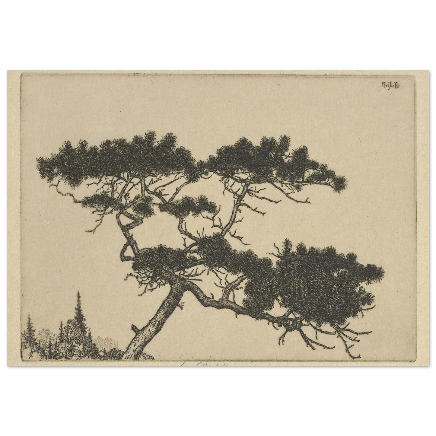 Crippled Pine (between 1900 and 1925) Art Print | Ernest Haskell-Quipham Collections