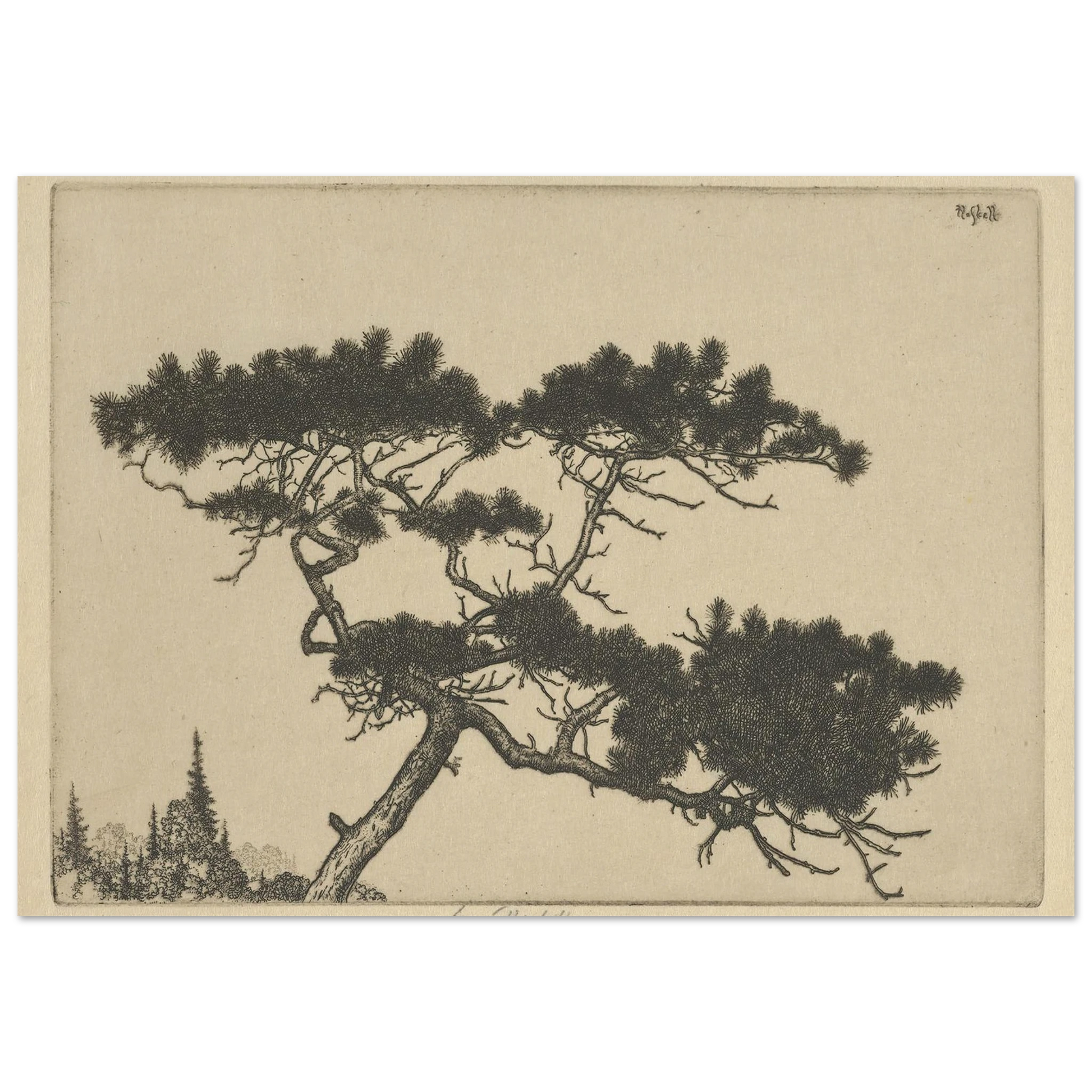 Crippled Pine (between 1900 and 1925) Art Print | Ernest Haskell-Quipham Collections