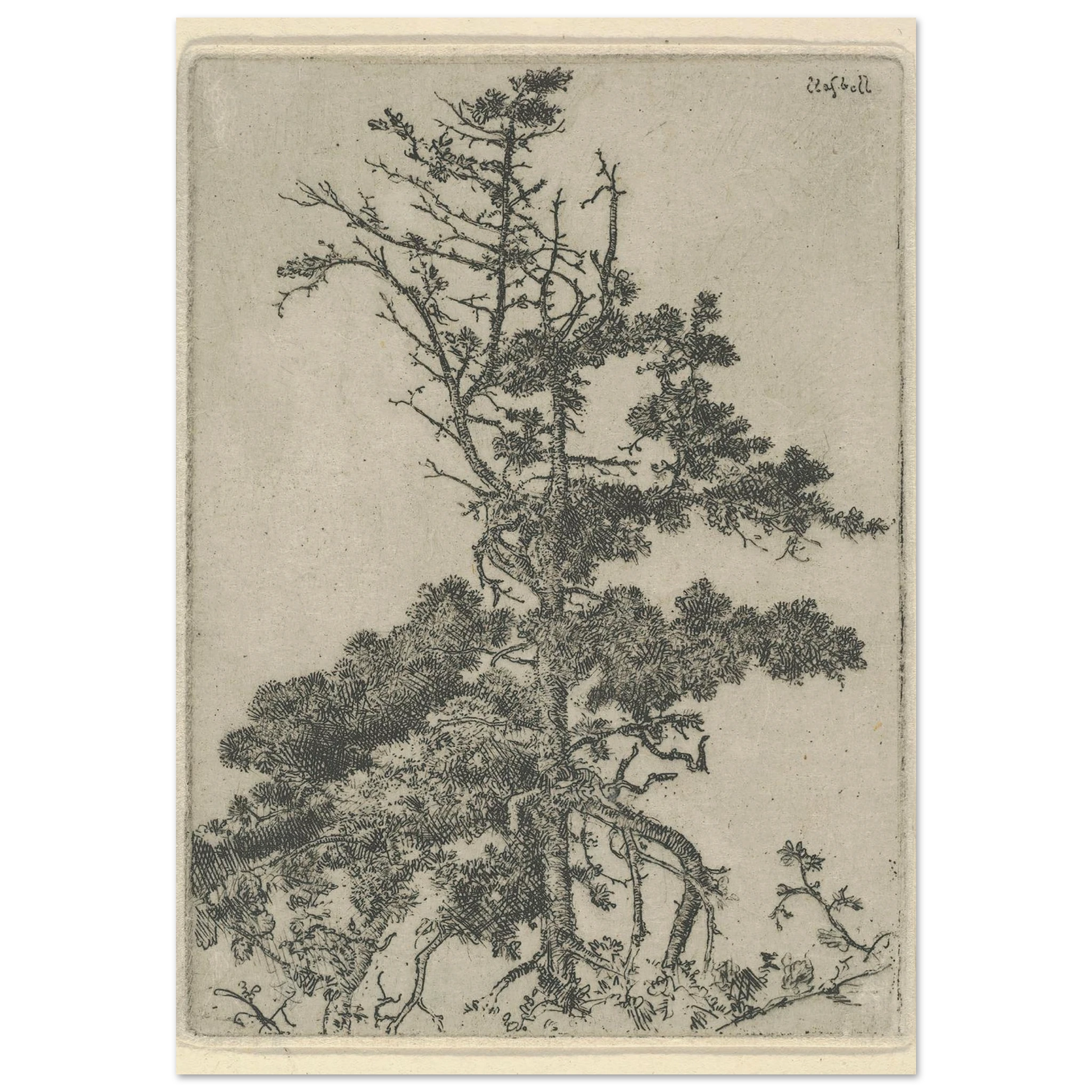 Tree Top (1900-1925) Art Print | Ernest Haskell-Quipham Collections
