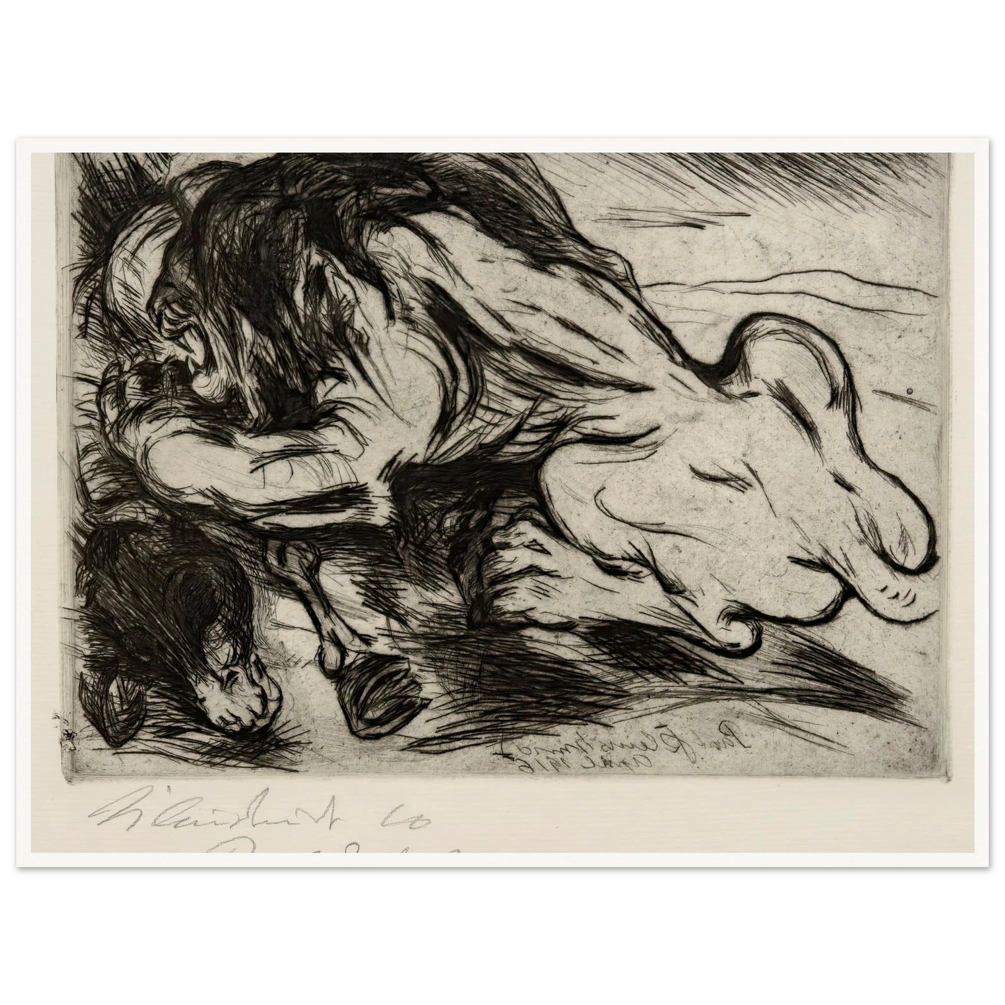 Ein Löwe reißt ein Zebu (1916) Art Print | Paul Kleinschmidt-Quipham Collections