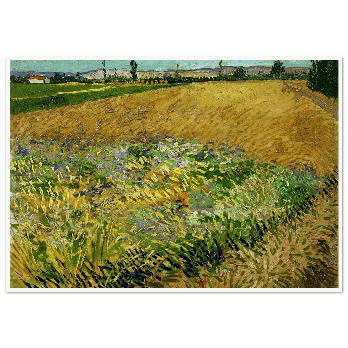 Wheatfield (1888) Art Print | Vincent van Gogh-Quipham Collections