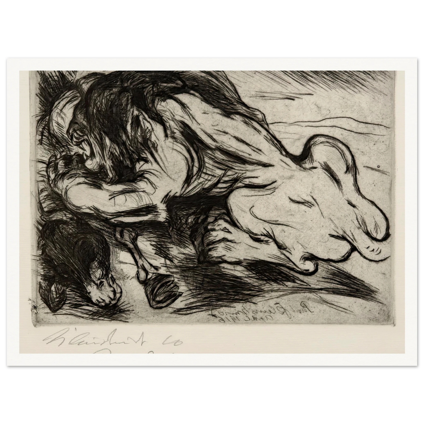 Ein Löwe reißt ein Zebu (1916) Art Print | Paul Kleinschmidt-Quipham Collections