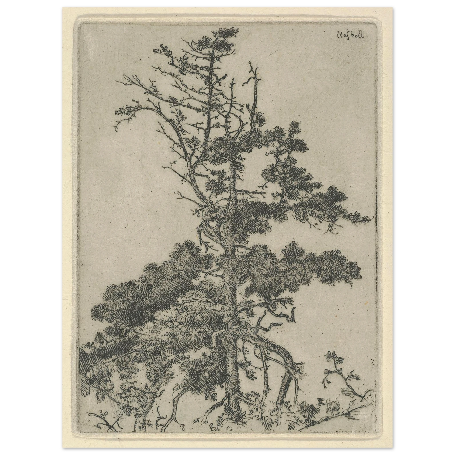Tree Top (1900-1925) Art Print | Ernest Haskell-Quipham Collections