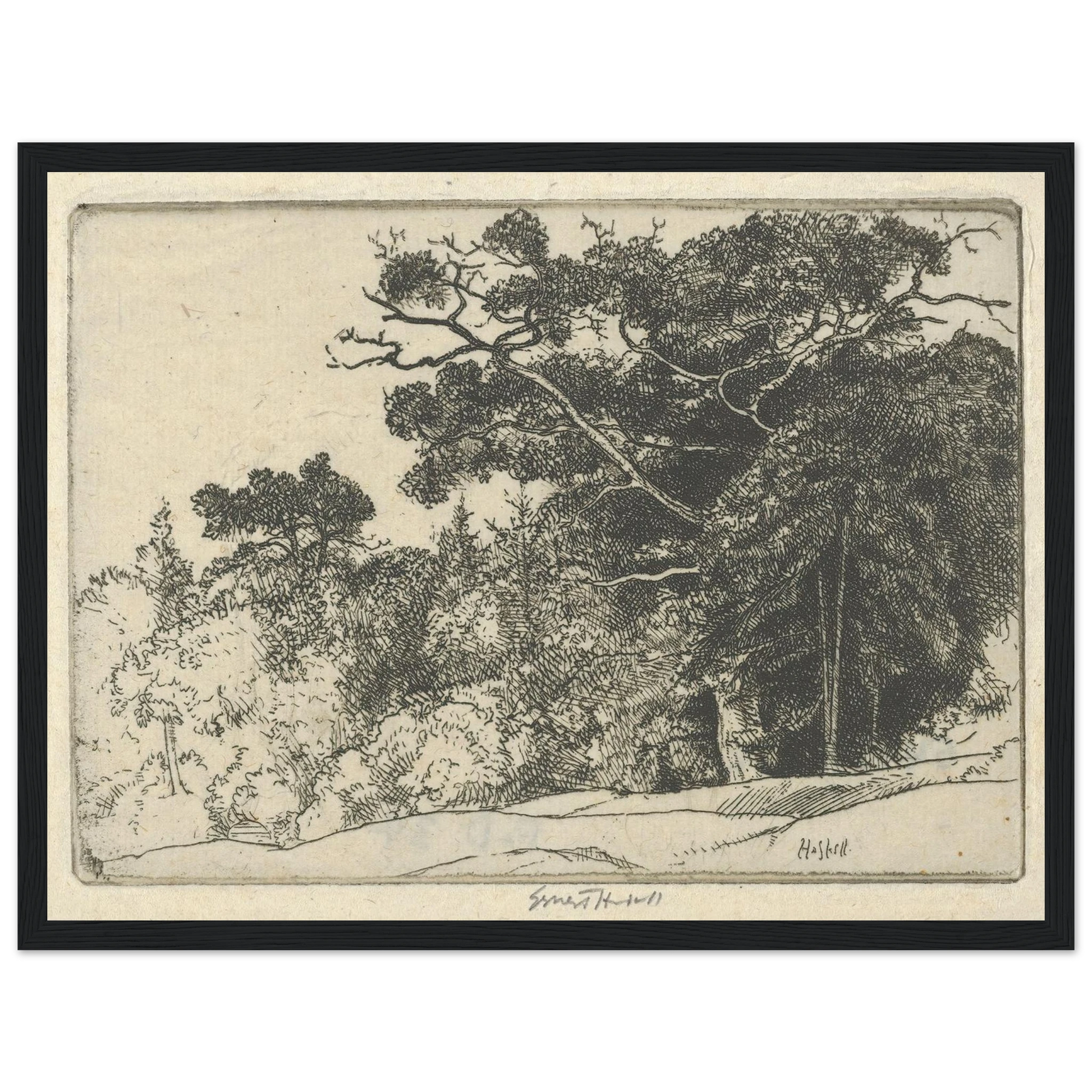 Brown’s Oak (probably 1910) Art Print | Ernest Haskell - Framed Poster - 30x40 cm / 12x16″ - Black frame