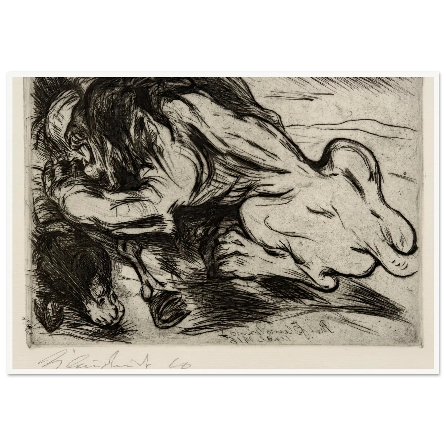 Ein Löwe reißt ein Zebu (1916) Art Print | Paul Kleinschmidt-Quipham Collections