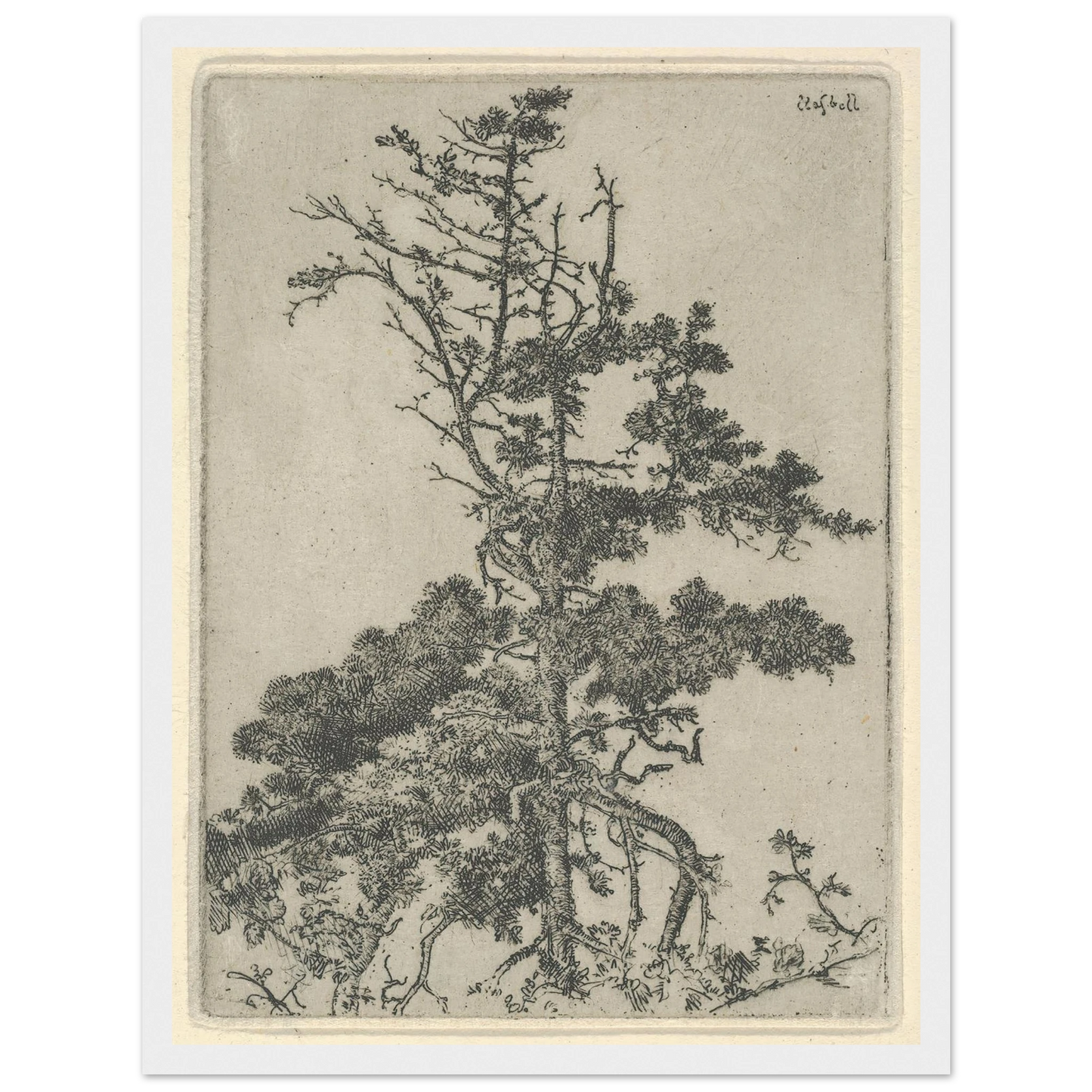 Tree Top (1900-1925) Art Print | Ernest Haskell-Quipham Collections