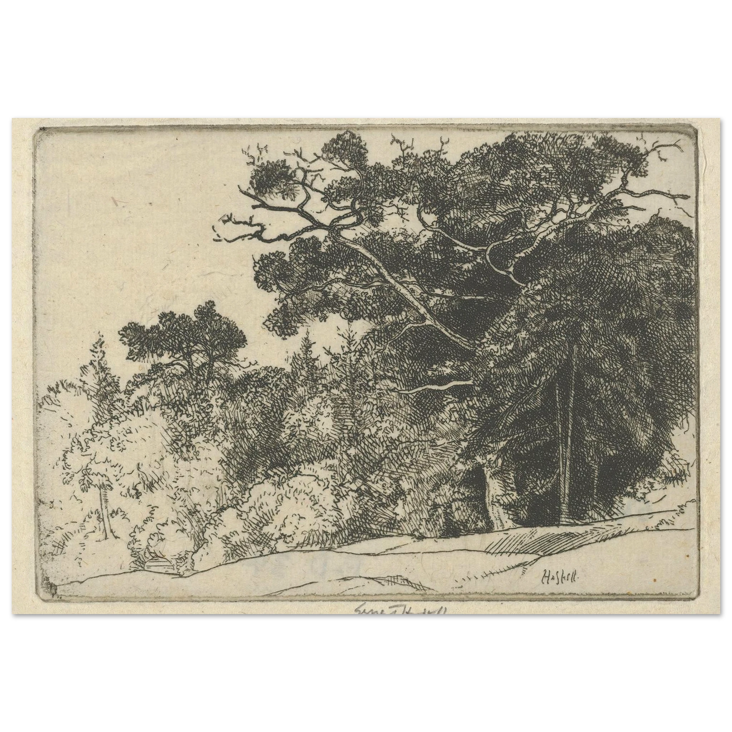 Brown’s Oak (probably 1910) Art Print | Ernest Haskell-Quipham Collections