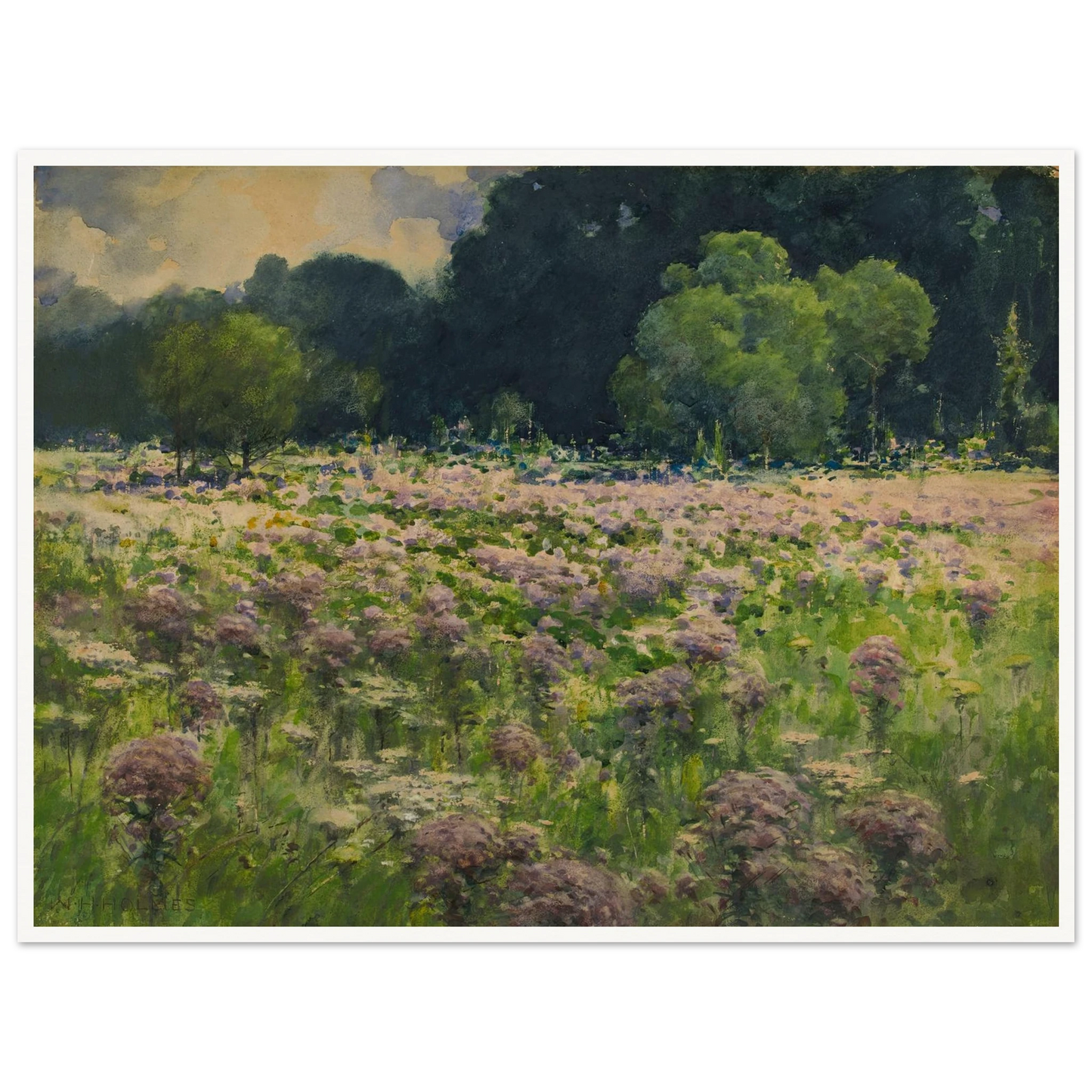 Field Of Joe Pie Weeds (Pride Of The Meadow) Art Print | William Henry Holmes-Quipham Collections