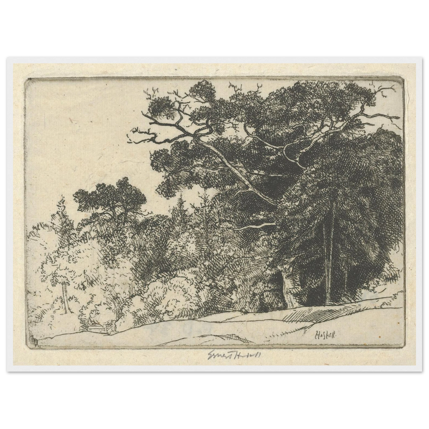 Brown’s Oak (probably 1910) Art Print | Ernest Haskell-Quipham Collections