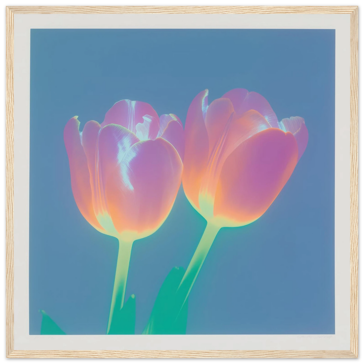 Iridescent Tulips - Framed Poster - 30x30 cm / 12x12″ - Black frame