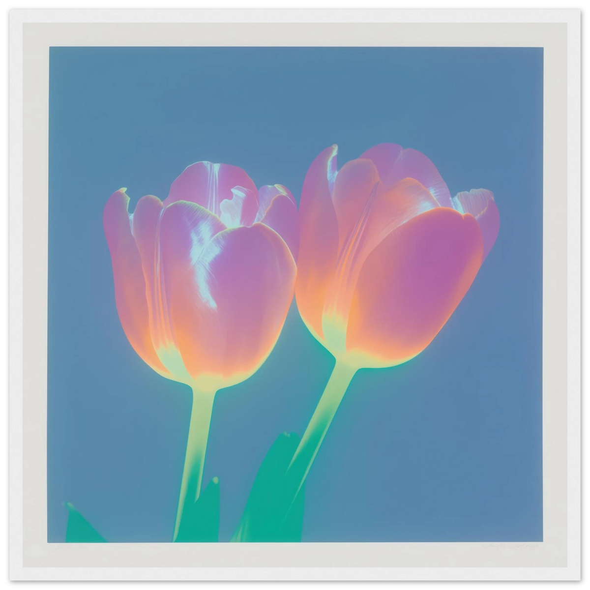 Iridescent Tulips - Framed Poster - 30x30 cm / 12x12″ - Black frame