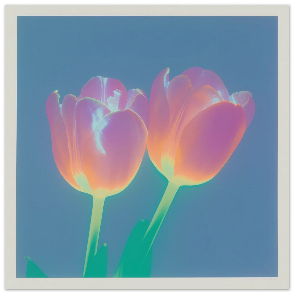 Iridescent Tulips - Framed Poster - 30x30 cm / 12x12″ - Black frame