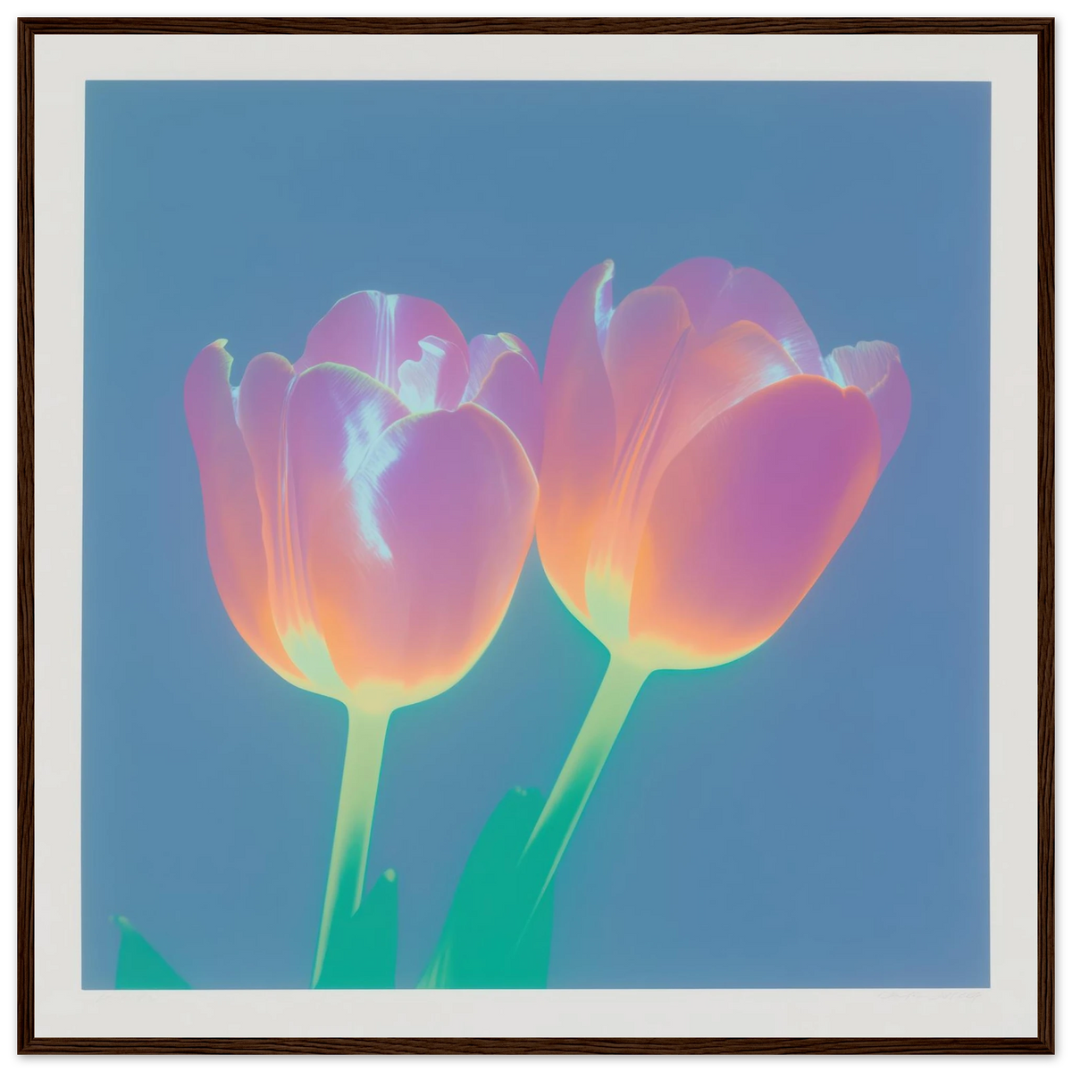 Iridescent Tulips - Framed Poster - 30x30 cm / 12x12″ - Black frame