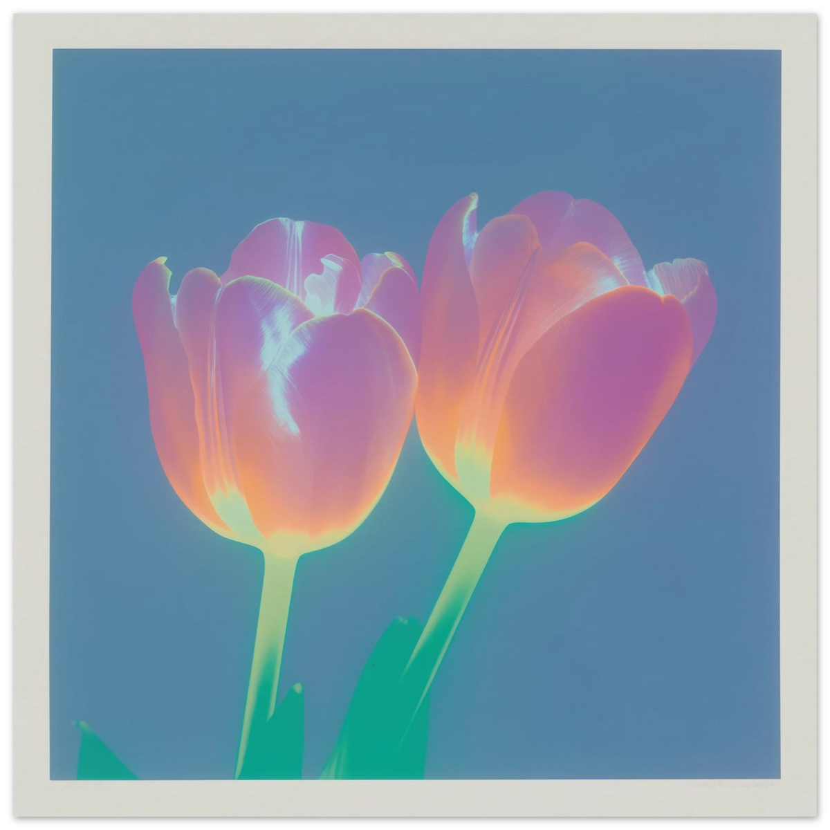 Iridescent Tulips - Framed Poster - 30x30 cm / 12x12″ - Black frame