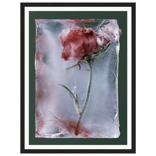Last Bloom — s0_framed_black