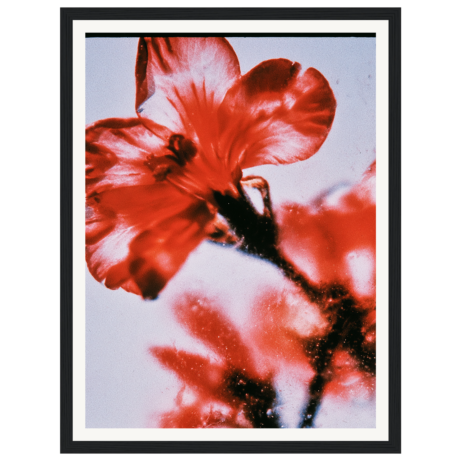 Wild Fire — s0_framed_black