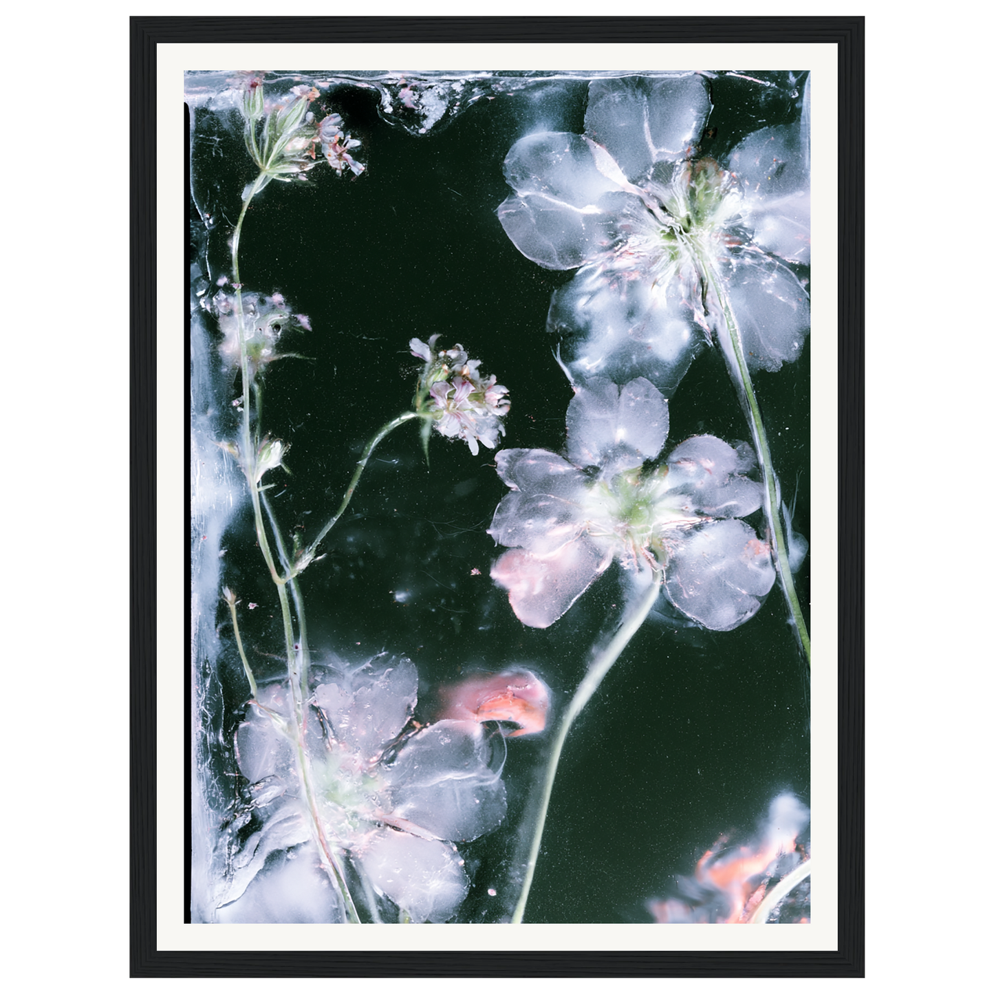 Midnight Bloom — s0_framed_black