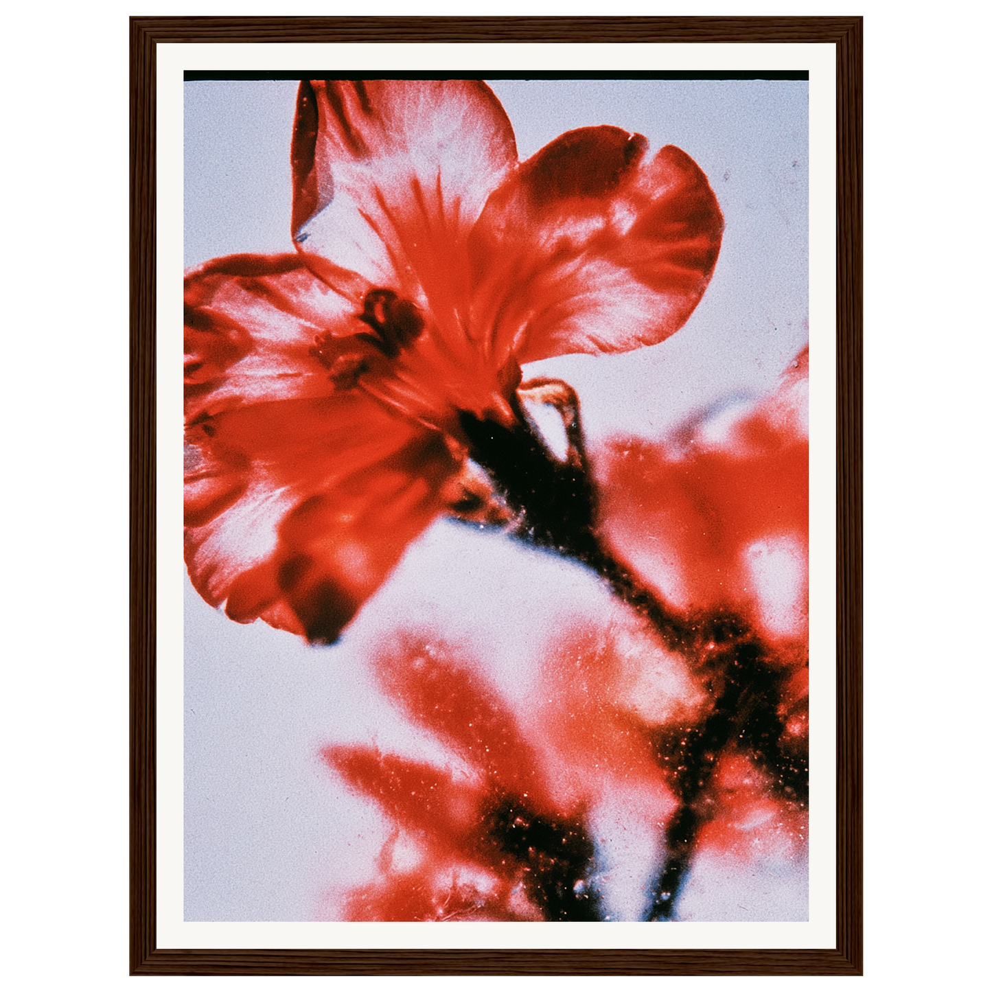 Wild Fire — s0_framed_dark_wood