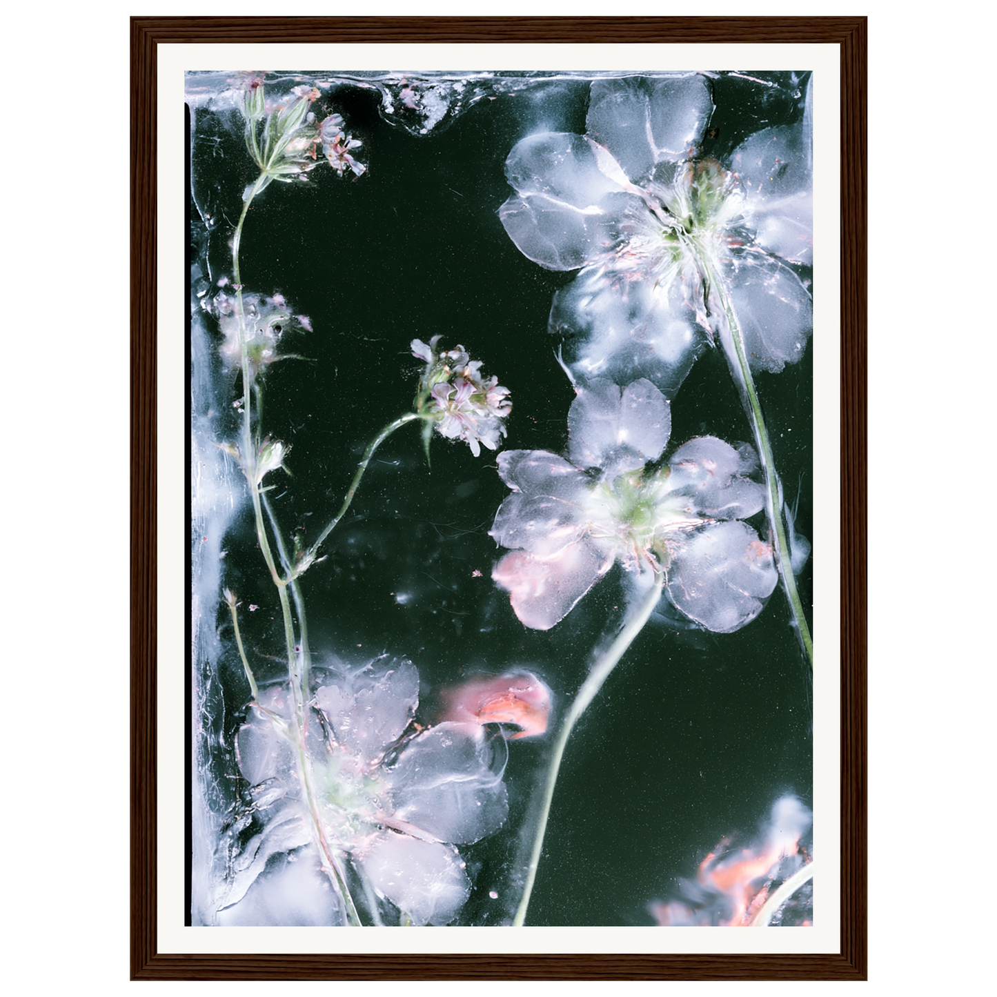 Midnight Bloom — s0_framed_dark_wood