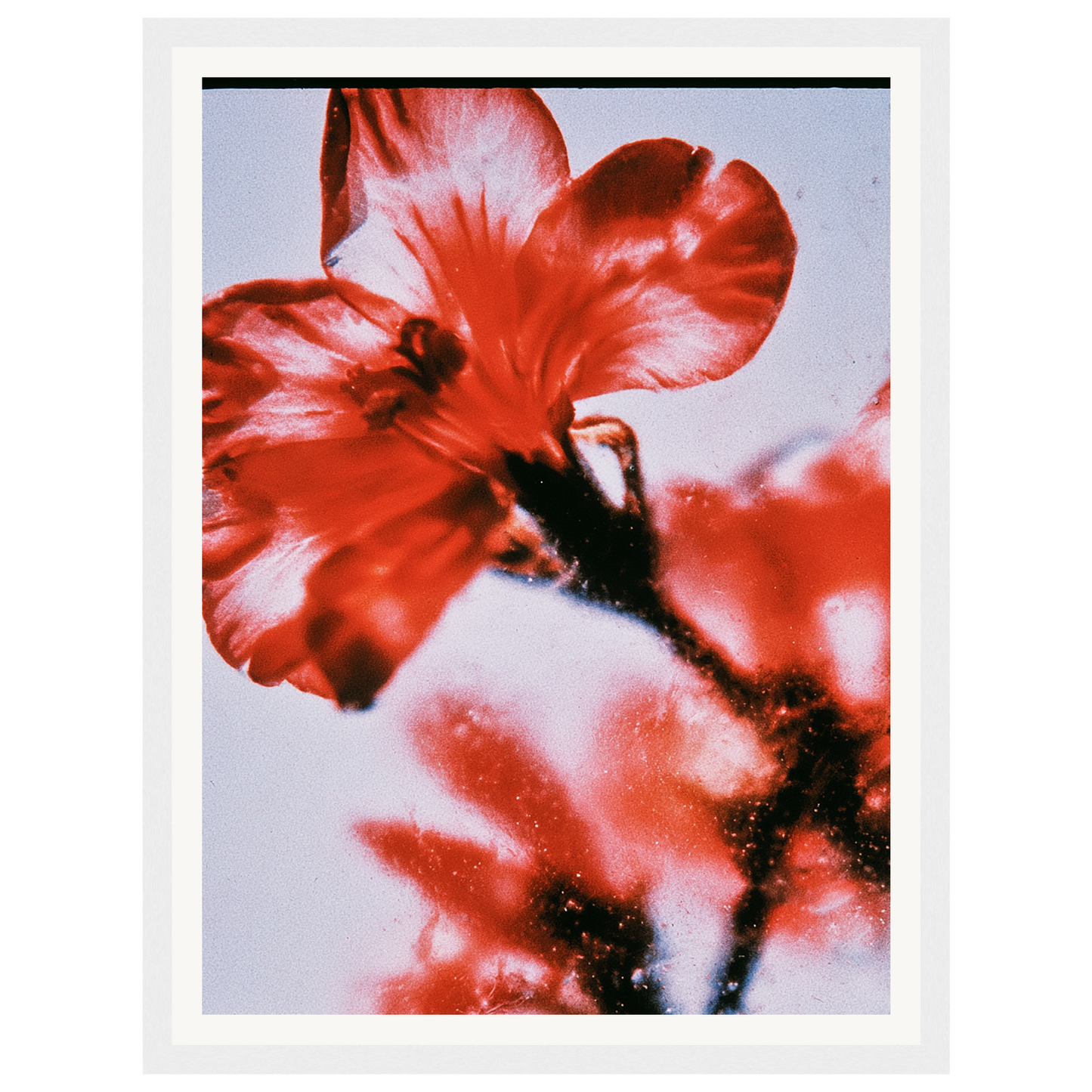Wild Fire — s0_framed_white