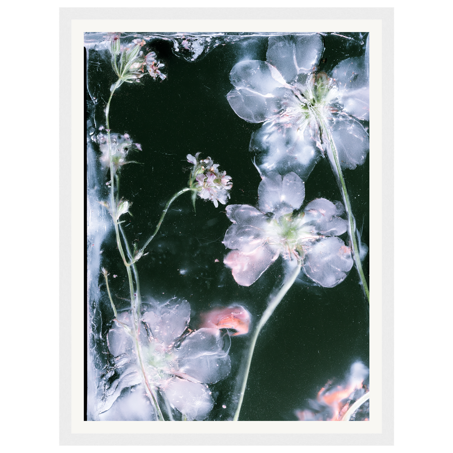 Midnight Bloom — s0_framed_white