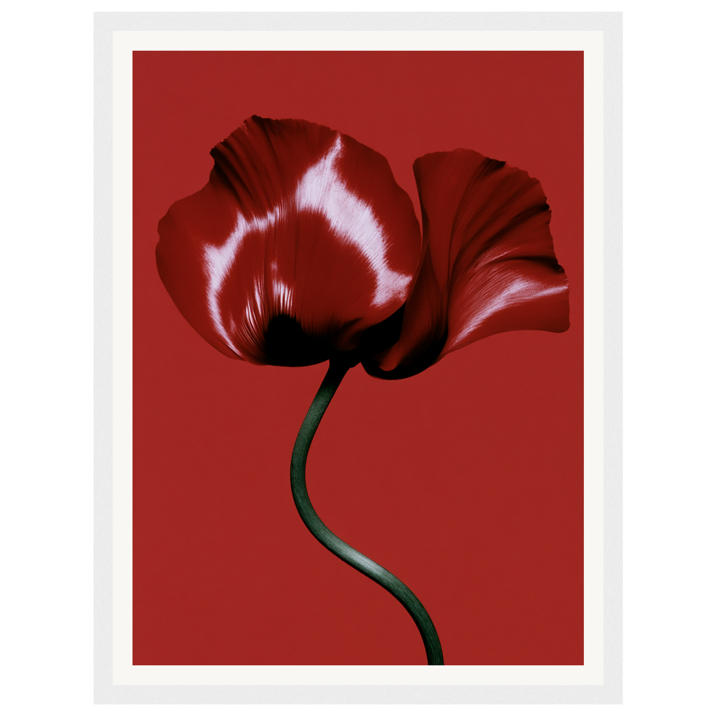 Velvet Poppy — s0_framed_white