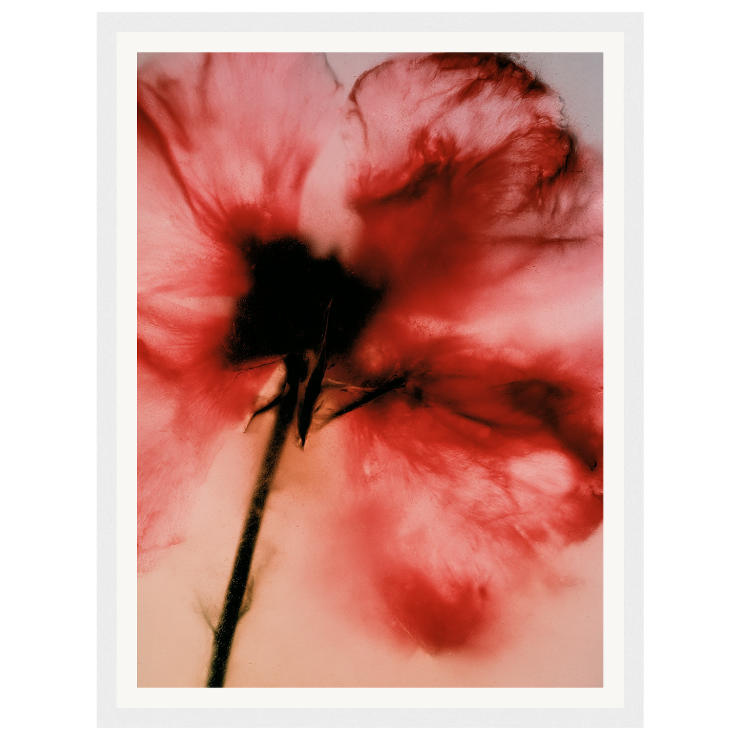 Crimson Whisper — s0_framed_white
