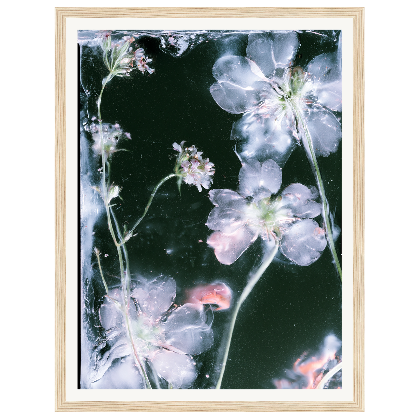 Midnight Bloom — s0_framed_wood