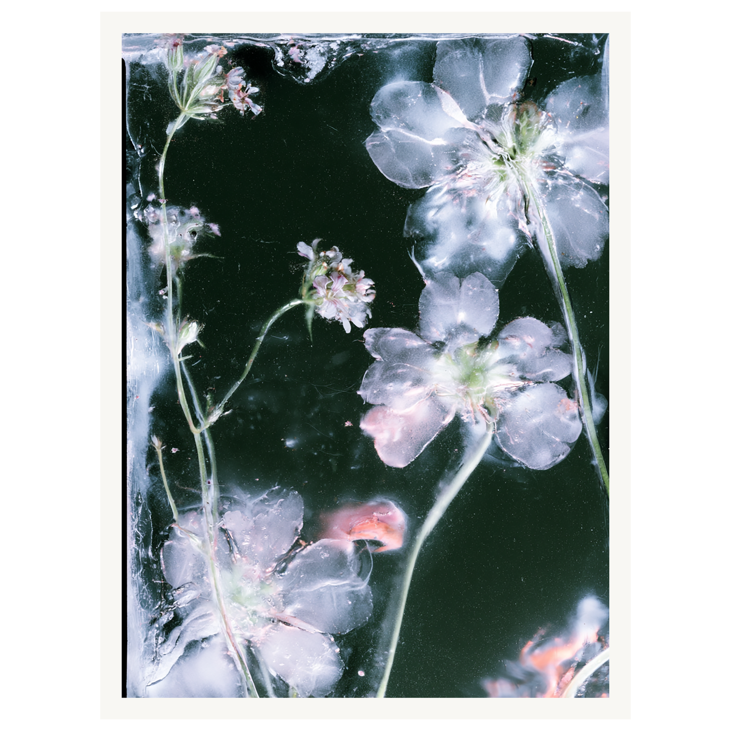 Midnight Bloom — s0_poster_none