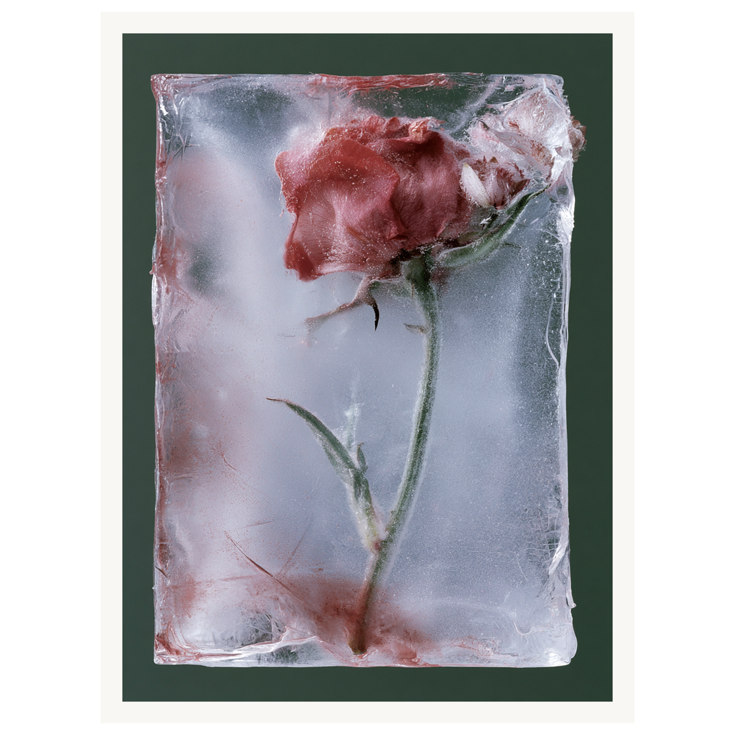 Last Bloom — s0_poster_none
