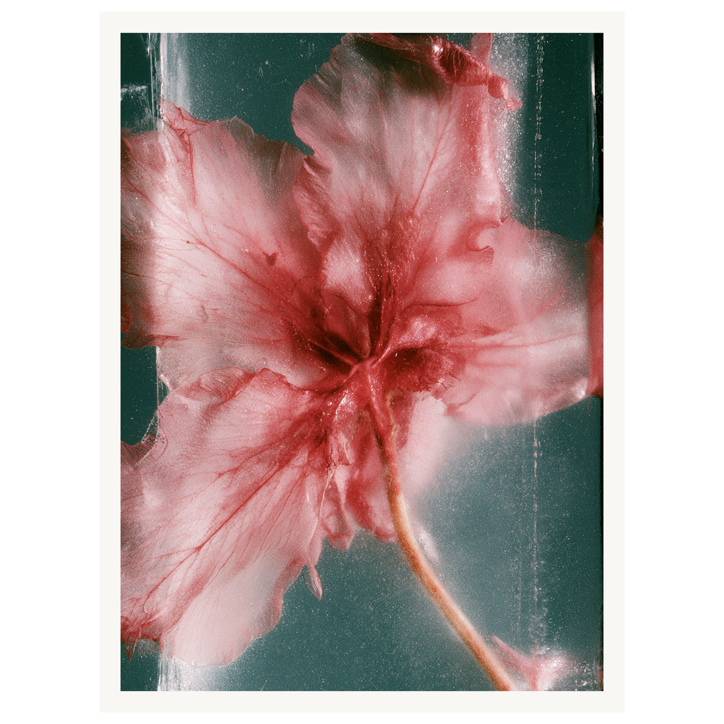 Wild Heart — s0_poster_none