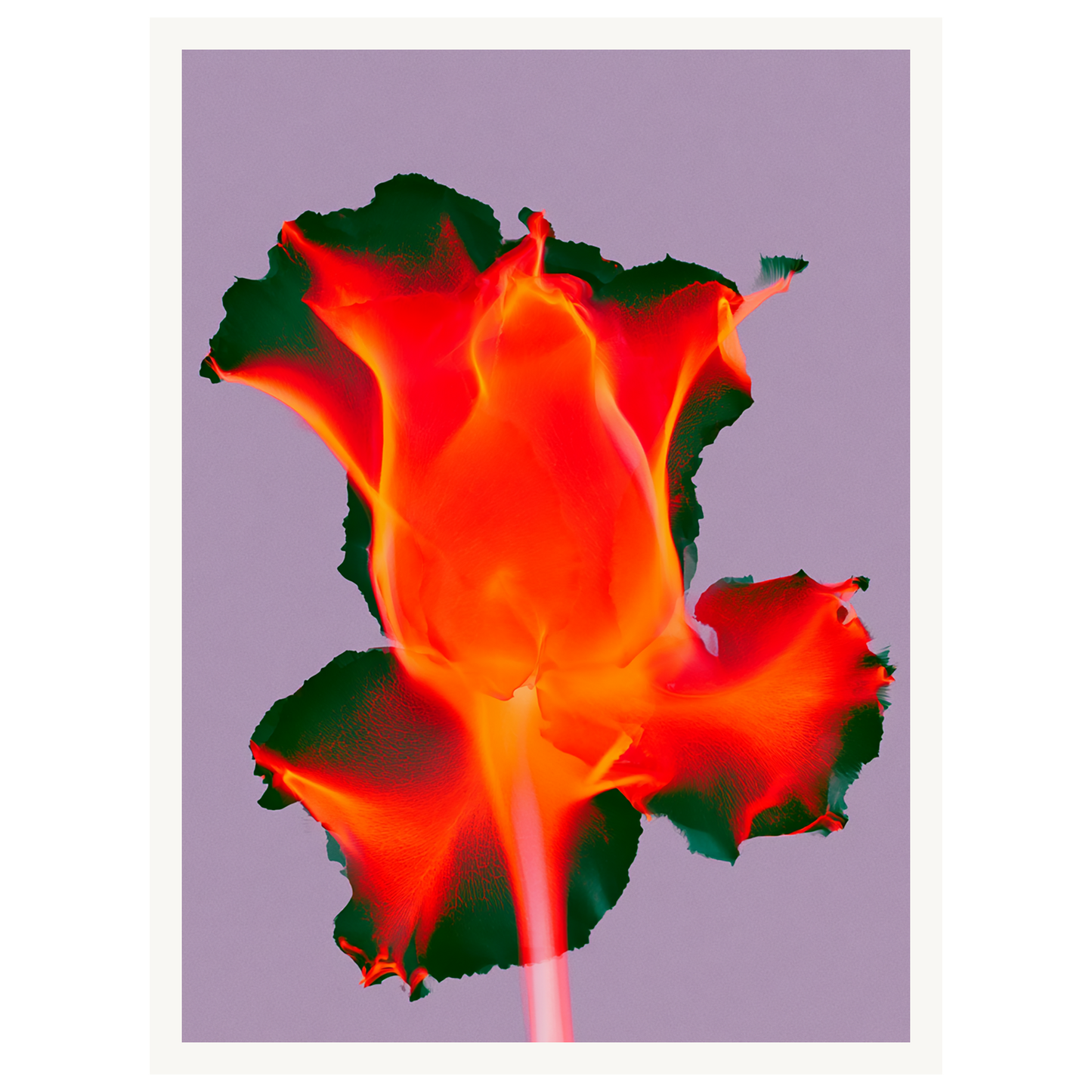 Ruby Glow — s0_poster_none