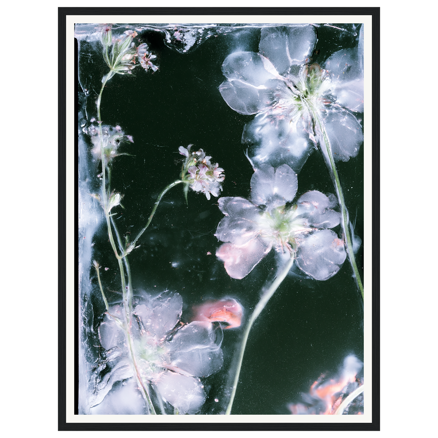 Midnight Bloom — s1_framed_black