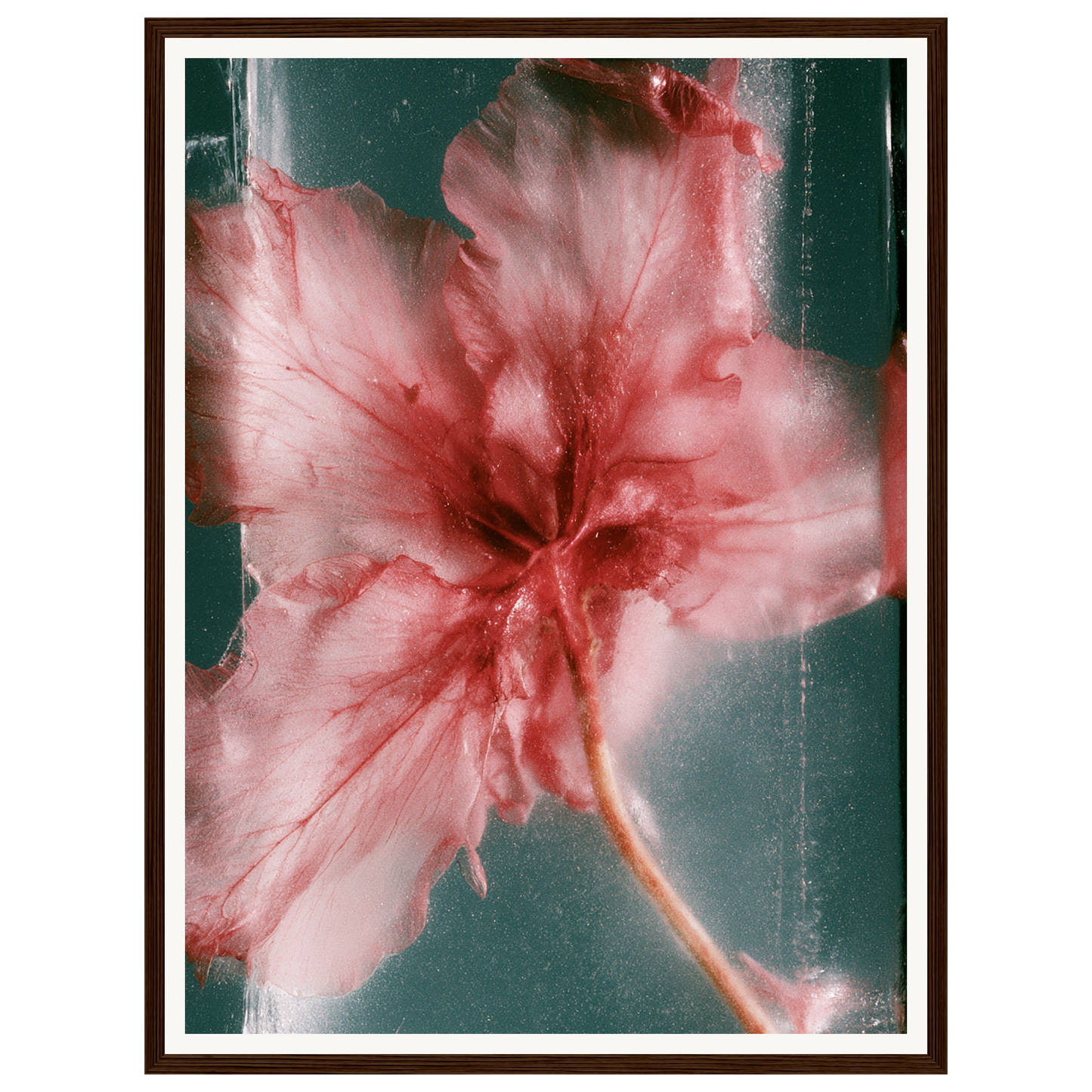 Wild Heart — s1_framed_dark_wood